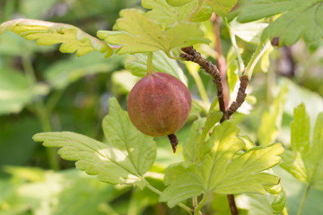 Gooseberry in shadow