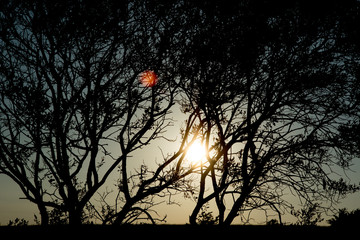 Sun through the trees