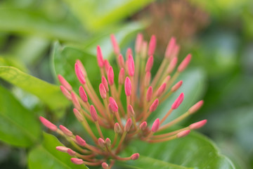 Fototapeta na wymiar Spike flower background green close up, Blur background