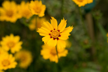 Yellow Flower