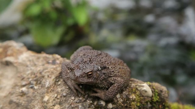 Toad basking on the rock