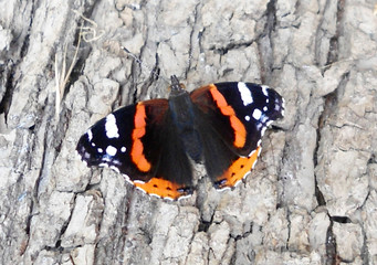 A butterfly on tree