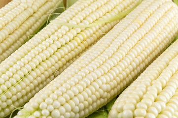 Fresh picked corn cobs in a row