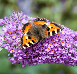 Small Tortoiseshell butterfly on Buddleia flower