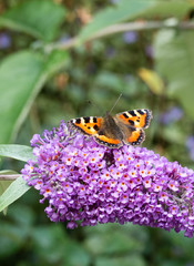 Obraz premium Mały motyl Tortoiseshell na kwiat Buddleia