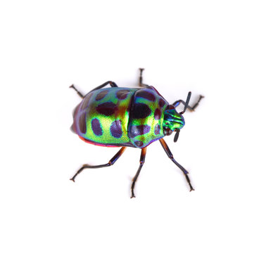 Litchi Bug , Tong Taek Bug, Chrysocoris stollii on white backgro