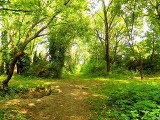 Many deciduous trees and path in park