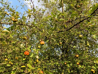 Apple tree in fruit garden