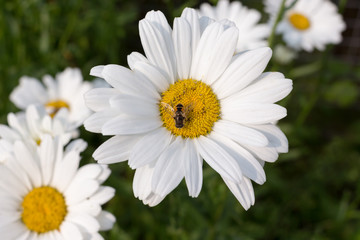 top view on flower - white daisy with bee, on a green background