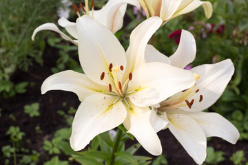 flower lily white