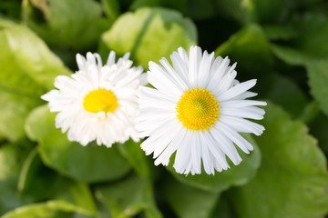 top view on flower - white daisy on a green background