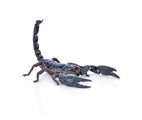 Scorpion on white background