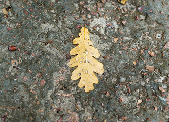 oak leaf on wet asphalt background