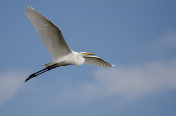 White Great Egret Flying in a Blue Sky