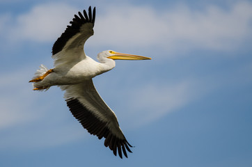White American White Pelican Flying in a Blue Sky