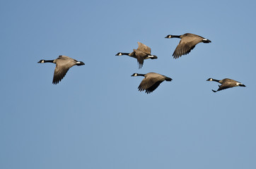 Small Flock of Canada Geese Flying in a Blue Sky