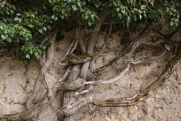 Vintage twisted trunks of plants