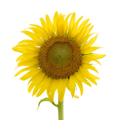 Sunflower isolated on white background