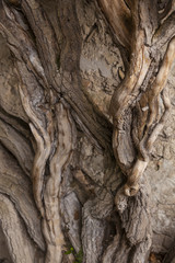 Vintage twisted trunks of plants