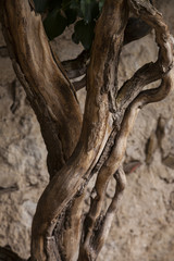 Vintage twisted trunks of plants