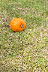 Orange pumpkins for Halloween Party