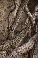 Vintage twisted trunks of plants