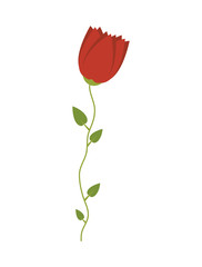 rose floral blossom romantic plant ornament vector illustration