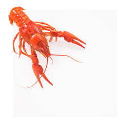 Prepared big crayfish