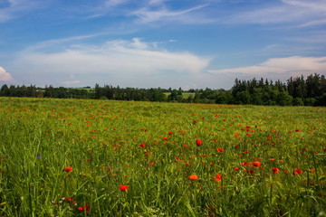 Flower field, Czech republic.