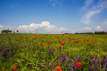Flower field, Czech republic.