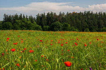 Flower field, Czech republic.