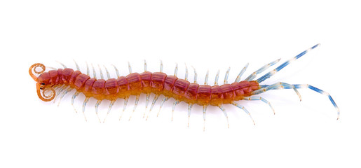 baby Centipede on white background