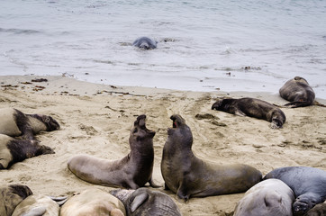 Seals