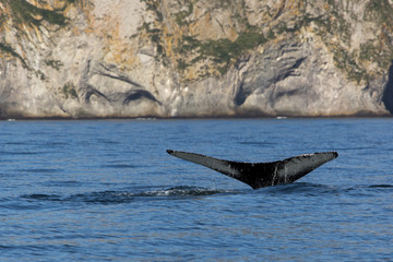 Obraz premium Wal vor der Küste Kamtschatkas