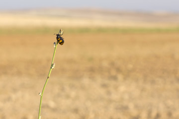  Isolated red and Black Beetle (Nicrophorus sayi) hang in a plant stalk.