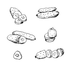 Hand drawn vector illustration of cucumbers. Isolated cucumber and sliced pieces. Vegetable engraved style illustration. Vegetarian food drawing.