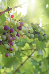 Large bunch of multi-colored red wine grapes in the sun light