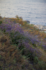 purple flowers and sea