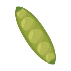 pea vegetable pod plant food nutrition organic natural  vector illustration