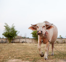 The albino buffalo