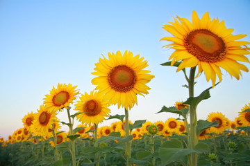 Sunflowers