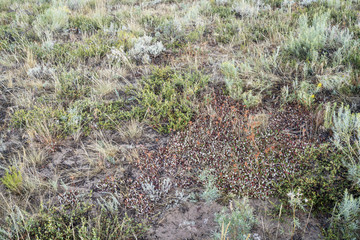 Colorado wildflower and shrub tapestry