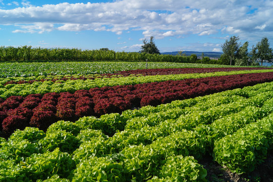 Salatfeld auf der Insel Reichenau im Sommer