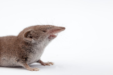 an small shrew