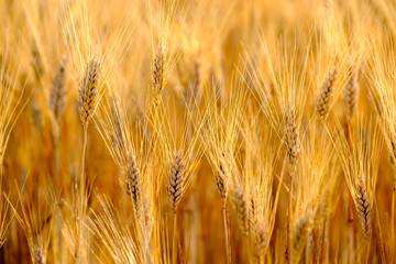Fototapeta premium Mature wheat swaying in the wind in a field