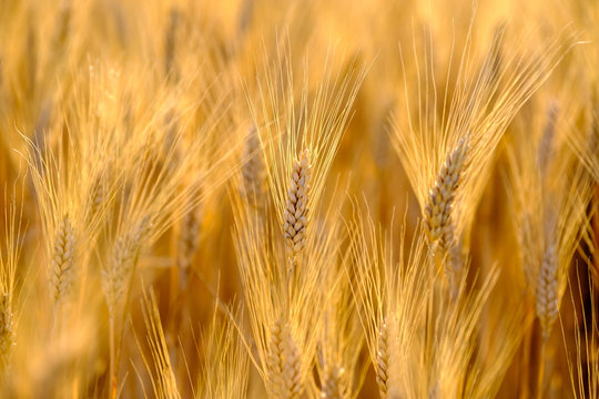 Mature wheat swaying in the wind in a field