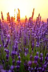 Blooming lavender in a field at sunset in Provence, France