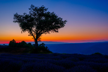 Fototapeta na wymiar Tree on background of colorful sunset