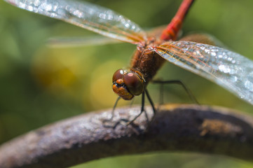 The having a rest dragonfly