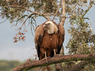 Griffon vulture (Gyps fulvus)